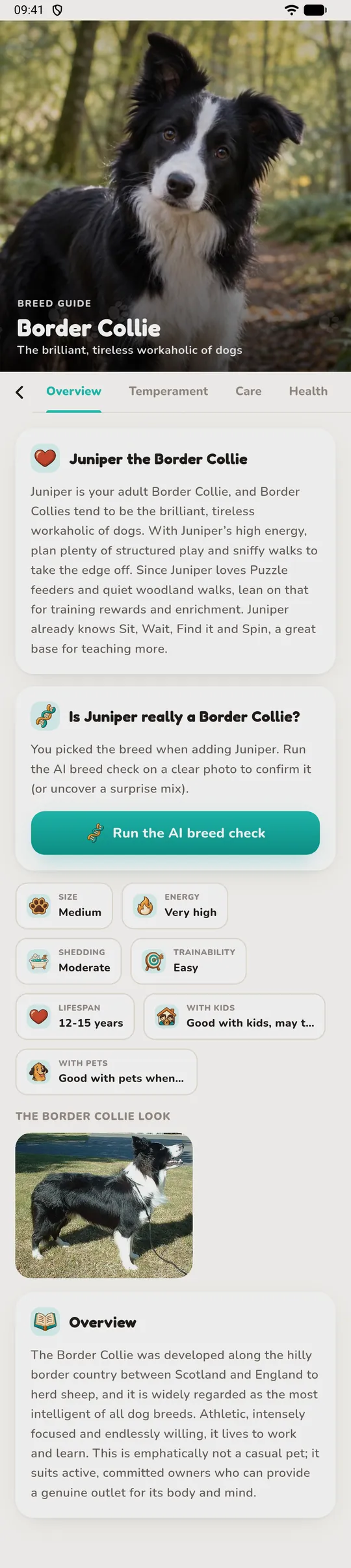 The Border Collie breed guide with its overview open