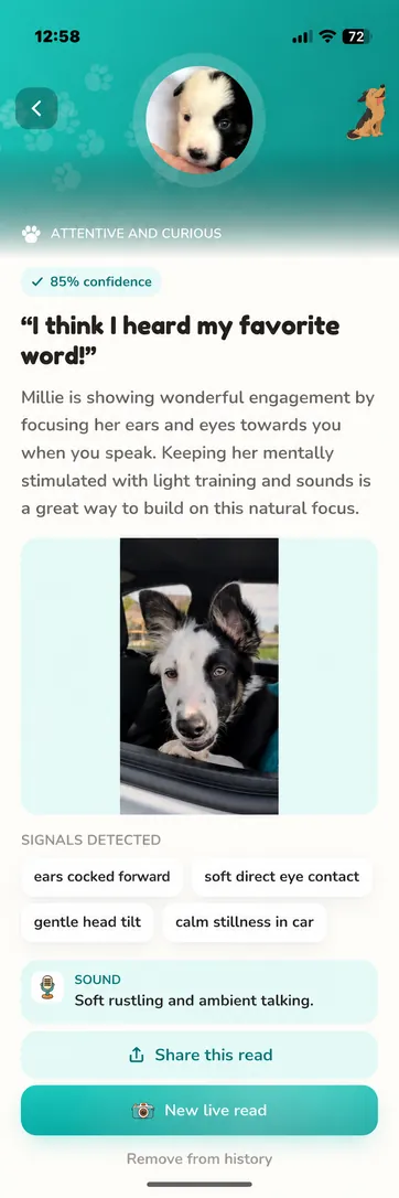 Real Millie read in Teal, light mode: attentive and curious at 85 percent confidence, with ears cocked forward and a gentle head tilt in the car.