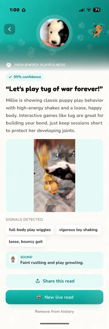 Real Millie read in Teal, light mode: high-energy playfulness at 95 percent confidence, with full-body play wiggles and vigorous toy shaking in a game of tug.