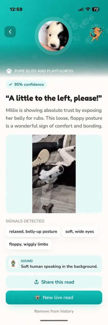 Real Millie read in Teal, light mode: pure bliss and playfulness at 95 percent confidence, with a relaxed belly-up posture and soft, wide eyes.