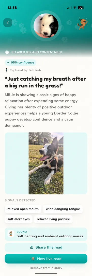 Real Millie read in Teal, light mode: relaxed joy and contentment at 95 percent confidence, lying in the grass with a relaxed open mouth.