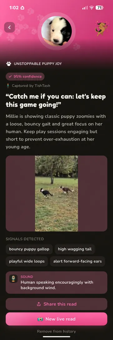 Real Millie read in Bubblegum, dark mode: unstoppable puppy joy at 95 percent confidence, with a bouncy gallop and playful wide loops across a field.