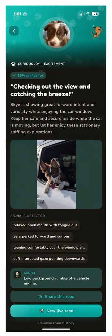 Real Skye read in Teal, dark mode: curious joy and excitement at 85 percent confidence, ears perked forward and leaning comfortably over a car window.