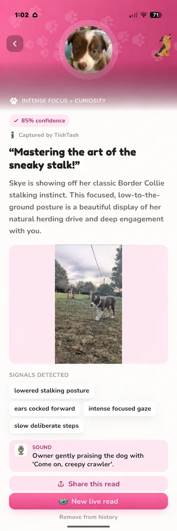 Real Skye read in Bubblegum, light mode: intense focus and curiosity at 85 percent confidence, with a lowered stalking posture and slow, deliberate steps.