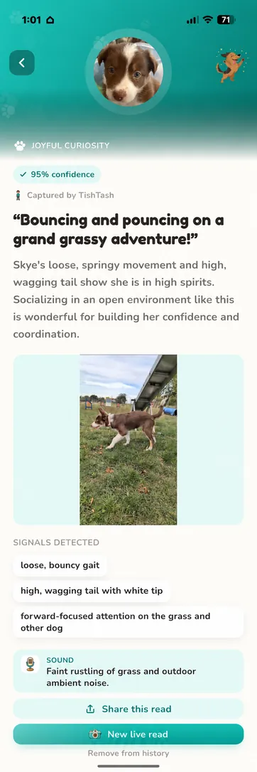 Real Skye read in Teal, light mode: joyful curiosity at 95 percent confidence, with a loose, bouncy gait and a high wagging tail on a grassy field.