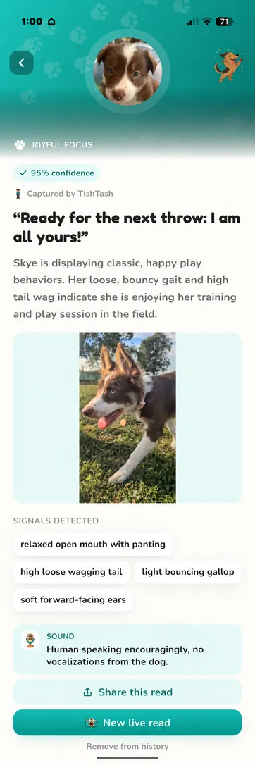 Real Skye read in Teal, light mode: joyful focus at 95 percent confidence, with a high, loose wagging tail and a light bouncing gallop.