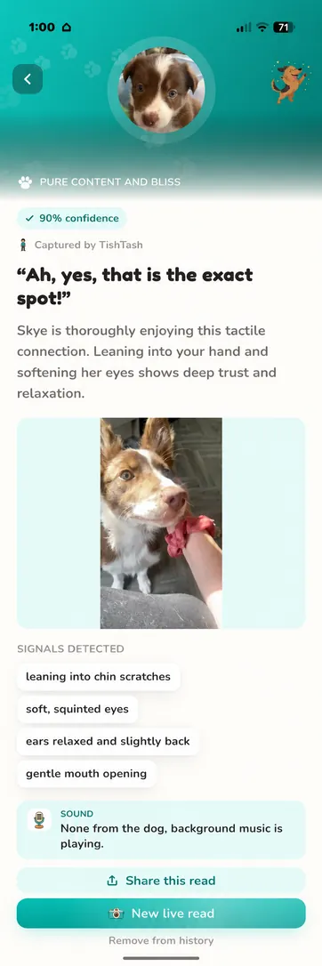 Real Skye read in Teal, light mode: pure content and bliss at 90 percent confidence, leaning into chin scratches with soft, squinted eyes.