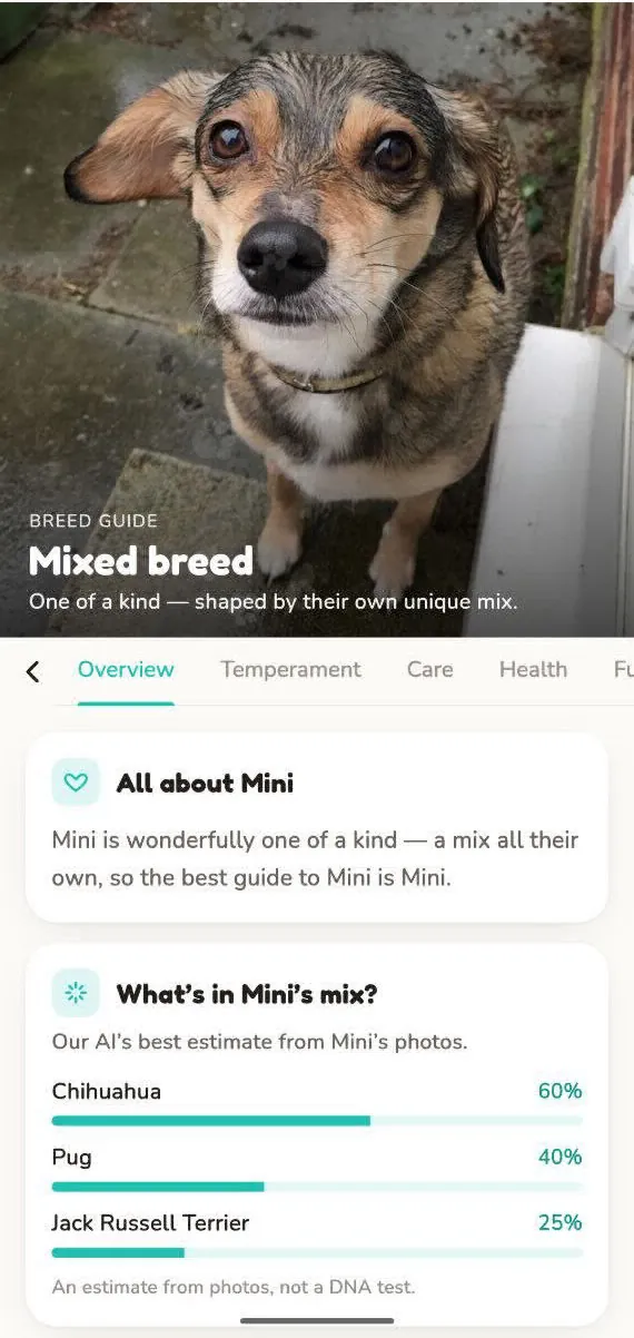 Breed guide showing Mini's likely mix